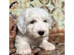 Old English Sheepdog Puppy for sale in Mountain Grove, MO, USA