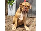 Olde English Bulldogge Puppy for sale in Turlock, CA, USA