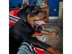 Rottweiler Puppy for sale in Deland, FL, USA