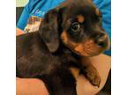 Rottweiler Puppy for sale in Deland, FL, USA