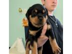 Rottweiler Puppy for sale in Deland, FL, USA