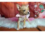 Pink bow chi