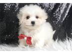 Maltese Puppy for sale in Fort Wayne, IN, USA