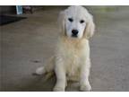 Golden Retriever Puppy for sale in Mansfield, OH, USA