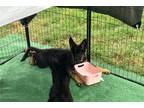 German Shepherd Dog Puppy for sale in Fort Smith, AR, USA