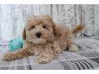 Maltipoo Puppy for sale in Mansfield, OH, USA