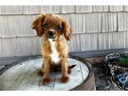 Cavalier King Charles Spaniel Puppy for sale in Bloomington, IN, USA