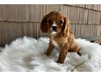 Cavalier King Charles Spaniel Puppy for sale in Bloomington, IN, USA