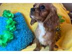 Cavalier King Charles Spaniel Puppy for sale in Springfield, MO, USA