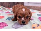 Cavalier King Charles Spaniel Puppy for sale in Springfield, MO, USA