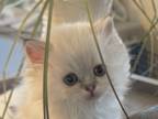 SOLD Lilac Lynx Female Ragdoll