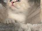 Siberian Kitten Girl Dottie