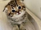 Golden Spotted Scottish Fold Males