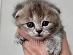 Blue Calico Scottish Fold Female