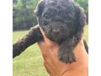 Mutt Puppy for sale in Bristol, GA, USA