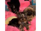 Yorkshire Terrier Puppy for sale in Portland, OR, USA