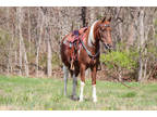 Naturally Gaited, Super Smooth Sorrel & White Rocky Mountain Paint Mare, Gentle