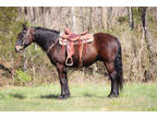 Beginner Safe, Youth Friendly Rare Gypsian Gelding, Friesian Gypsy Crossbred