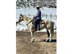 CASPER â 2018 GRADE Quarter Horse White Gelding! Go to