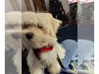 Maltese PUPPY FOR SALE ADN-771309 - Maltese puppy