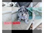 Poodle (Toy) PUPPY FOR SALE ADN-771298 - Patriotic Poodles