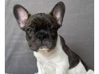 French Bulldog PUPPY FOR SALE ADN-771278 - French Bulldog Puppies Ready April 6