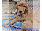 Golden Retriever PUPPY FOR SALE ADN-771234 - Golden retriever puppies for sale