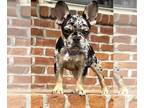 French Bulldog PUPPY FOR SALE ADN-771229 - Akc Female French Bulldog