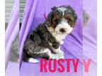 Miniature Bernedoodle PUPPY FOR SALE ADN-771228 - Mini Bernedoodles Blue Merle