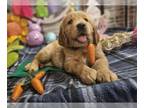 Golden Retriever PUPPY FOR SALE ADN-771226 - AKC Golden Retriever puppies
