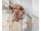 Golden Retriever PUPPY FOR SALE ADN-771181 - Champs Golden Retrievers 2 Males