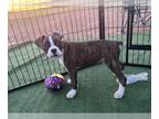 Boxer PUPPY FOR SALE ADN-771155 - AKC Boxer Puppies