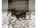 Yorkshire Terrier PUPPY FOR SALE ADN-771134 - Yorkie Pups