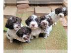 Lagotto Romagnolo PUPPY FOR SALE ADN-771128 - Lagotti D Oros Maestros Symphony