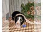 Border Collie PUPPY FOR SALE ADN-771127 - Border Collie Puppies