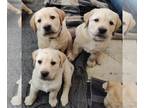Labrador Retriever PUPPY FOR SALE ADN-771125 - Labrador Litter of 9