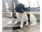Poodle (Standard) PUPPY FOR SALE ADN-771120 - standard poodles ready for Easter