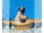 Pug PUPPY FOR SALE ADN-771107 - BABY GIRL