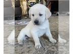 Labrador Retriever PUPPY FOR SALE ADN-771095 - Lab puppy