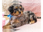 Bernedoodle (Miniature) PUPPY FOR SALE ADN-771094 - Gorgeous Merle Mini