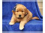 Golden Retriever PUPPY FOR SALE ADN-771093 - Anson AKC Golden Retriever Pup