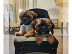Zuchon PUPPY FOR SALE ADN-771089 - TeddyBear Puppies