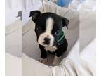 Boston Terrier PUPPY FOR SALE ADN-771068 - Boston Terrier Puppies