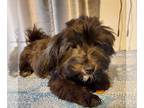 Havanese PUPPY FOR SALE ADN-771039 - Litter of 5 puppies 2 males and 3 females