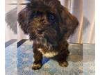 Havanese PUPPY FOR SALE ADN-771034 - Litter of 5 Puppies 2 males and 3 Females
