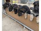 German Shepherd Dog PUPPY FOR SALE ADN-771030 - AKC Registered German Shepherd