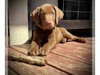 Labrador Retriever PUPPY FOR SALE ADN-771016 - AKC Labrador