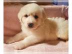 Great Pyrenees PUPPY FOR SALE ADN-771010 - Purebred Great Pyrenees Puppies