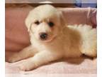 Great Pyrenees PUPPY FOR SALE ADN-771010 - AKC Purebred Great Pyrenees Puppies