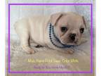 French Bulldog PUPPY FOR SALE ADN-770978 - French Bulldog puppies available now